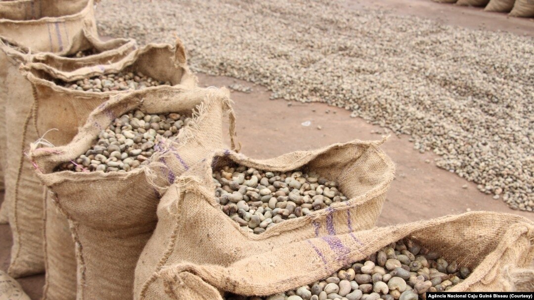 Cashew nuts prepared for international trade